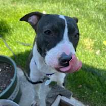 Thumbnail photo of Lola #4