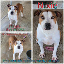 Thumbnail photo of Nixie #2