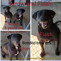 Thumbnail photo of Flash #2