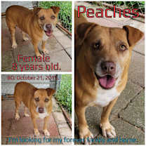 Thumbnail photo of Peaches #2