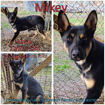 Thumbnail photo of Mikey #3