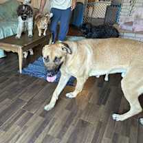 Thumbnail photo of Rigby #3