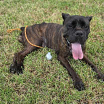 Thumbnail photo of Velvet #2