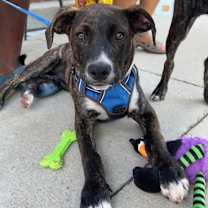 Thumbnail photo of Orion #1