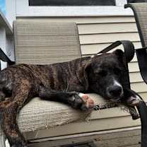 Thumbnail photo of Orion #2