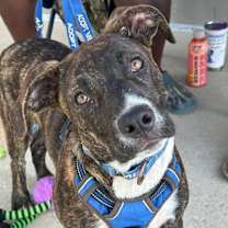 Thumbnail photo of Orion #3