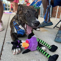 Thumbnail photo of Orion #4