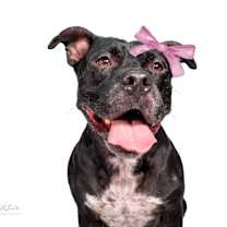 Thumbnail photo of Bella #1