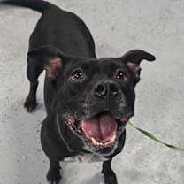 Thumbnail photo of Bella #4