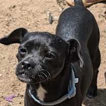 Thumbnail photo of Dazzle #1