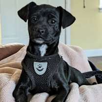 Thumbnail photo of Dazzle #2