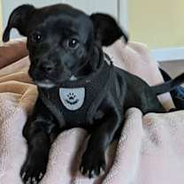 Thumbnail photo of Dazzle #3