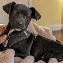 Thumbnail photo of Dazzle #4