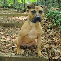 Thumbnail photo of Harley #1