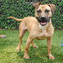 Thumbnail photo of Harley #3