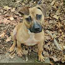 Thumbnail photo of Harley #4