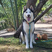 adopt-pet