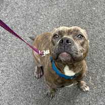 Thumbnail photo of Sugar #1