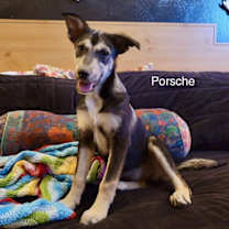 Thumbnail photo of Porsche (puppy) #1