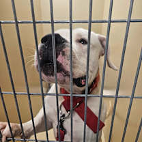 Thumbnail photo of Boulder #3