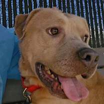 Thumbnail photo of Royal Blue  #4