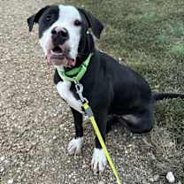 Thumbnail photo of Raven #2