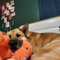 Thumbnail photo of Sargeant #1