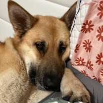 Thumbnail photo of Sargeant #2