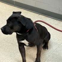 Thumbnail photo of Darla #3