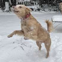 Thumbnail photo of Axel #2