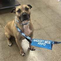 Thumbnail photo of Corbin #1