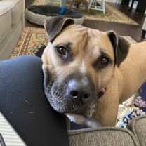 Thumbnail photo of Corbin #2