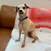 Thumbnail photo of Mary Winchester #1