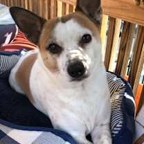 Thumbnail photo of Popcorn (Courtesy Post) #1