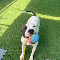 Thumbnail photo of Pinky (Courtesy Post) #4