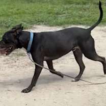 Thumbnail photo of 180172 Gibbs #4