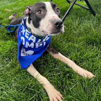 Thumbnail photo of 162834 Abby FKA Sesame Street #4