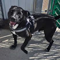 Thumbnail photo of River #2