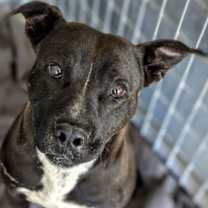 Thumbnail photo of River #4