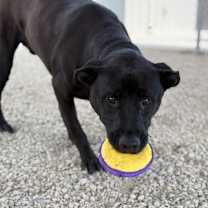 Thumbnail photo of Rigby #4