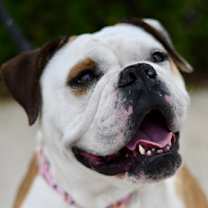 Thumbnail photo of JUSTICE #1