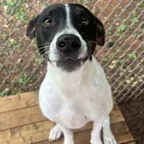 Thumbnail photo of Sammy #3