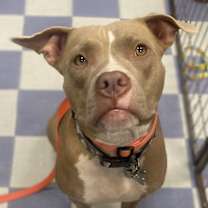 adopt-pet