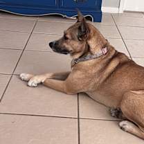 Thumbnail photo of Ginger #3