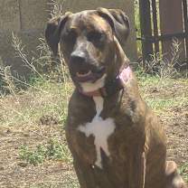 adopt-pet