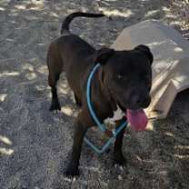 Thumbnail photo of OSWALD #1