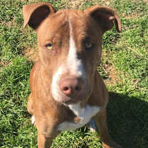 Thumbnail photo of Chance JC* #1