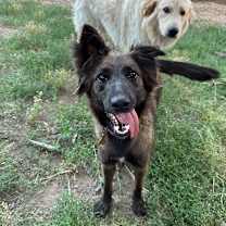 Thumbnail photo of OLIVE #1