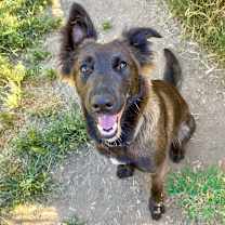 Thumbnail photo of OLIVE #2