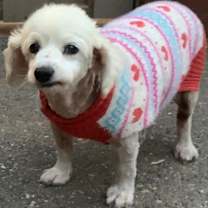 Thumbnail photo of Tashi #1